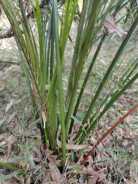 Image of Macrozamia mountperriensis F. M. Bailey