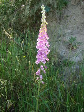 Imagem de Digitalis purpurea L.