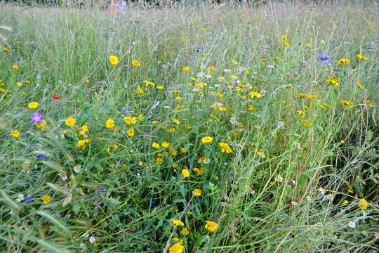 Image of corndaisy