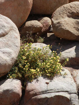 Image of Kaweah River bush monkeyflower