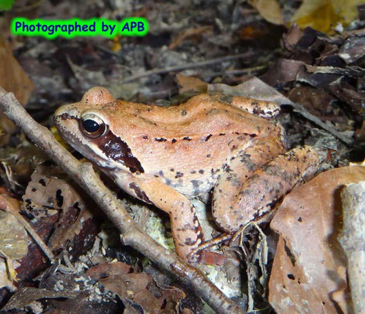 Image of Rana pseudodalmatina Eiselt & Schmidtler 1971