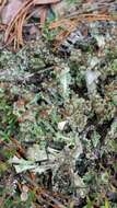 Image of cup lichen