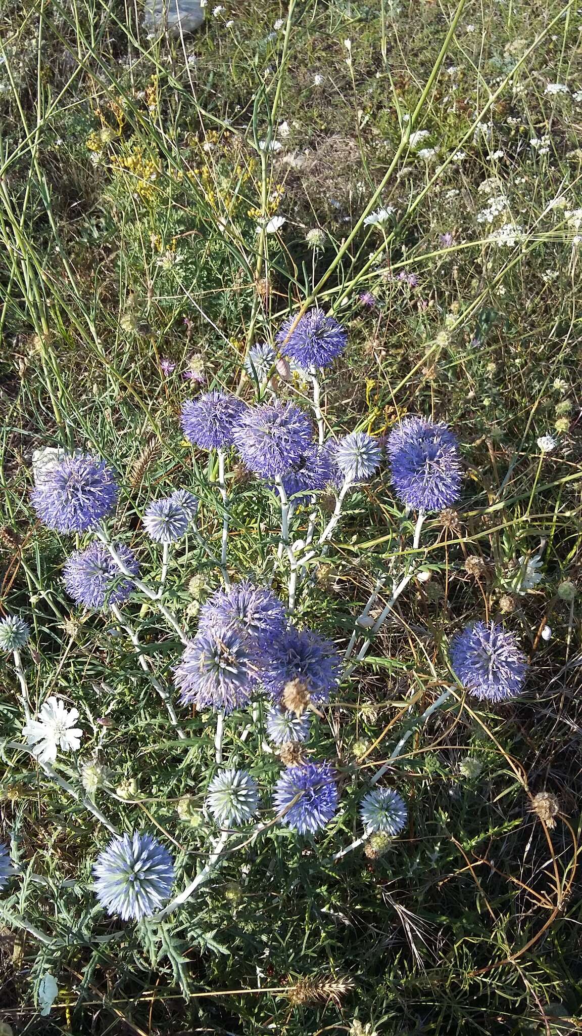 Image of southern globethistle