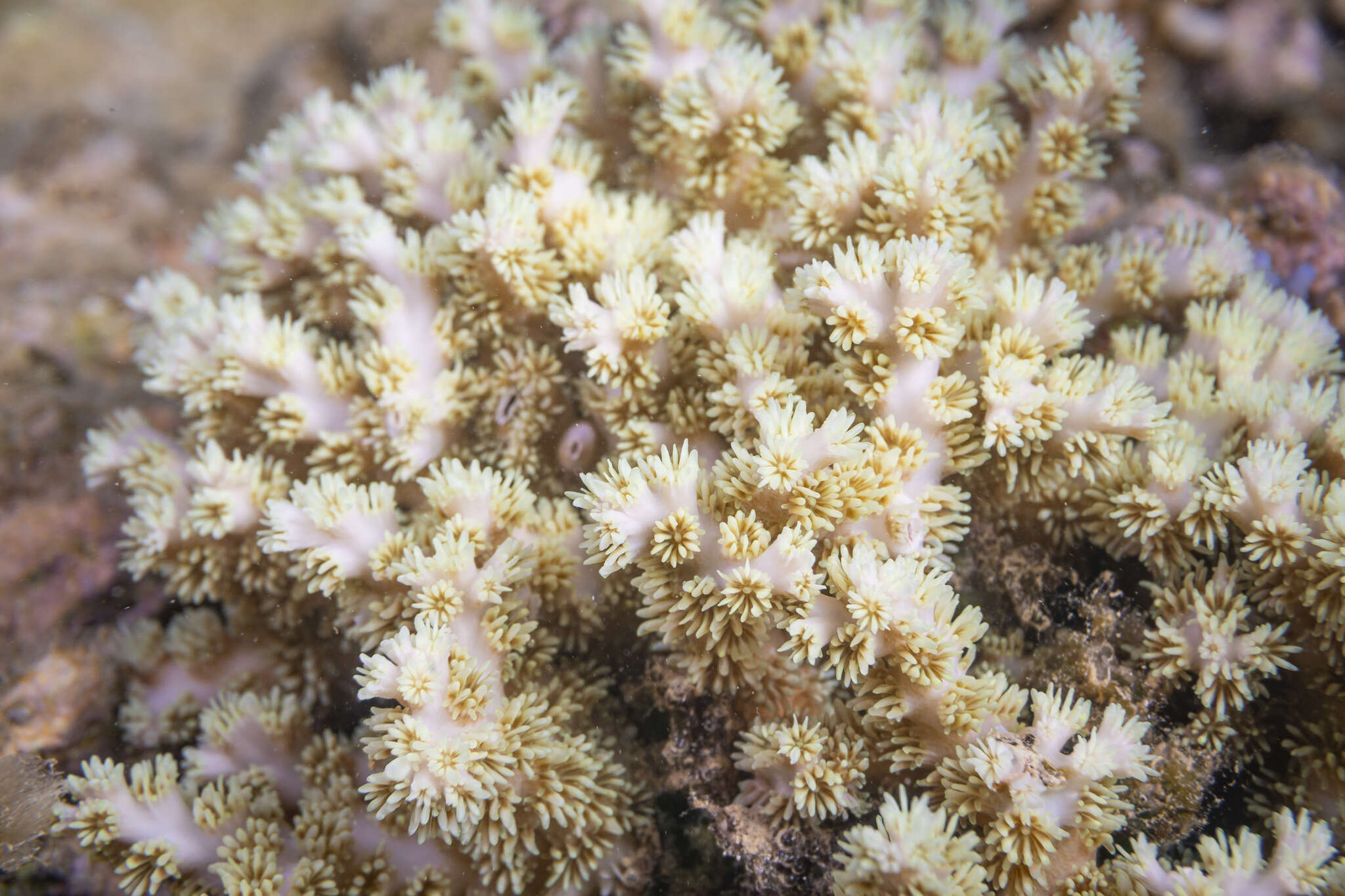 Image of Scalpel Coral