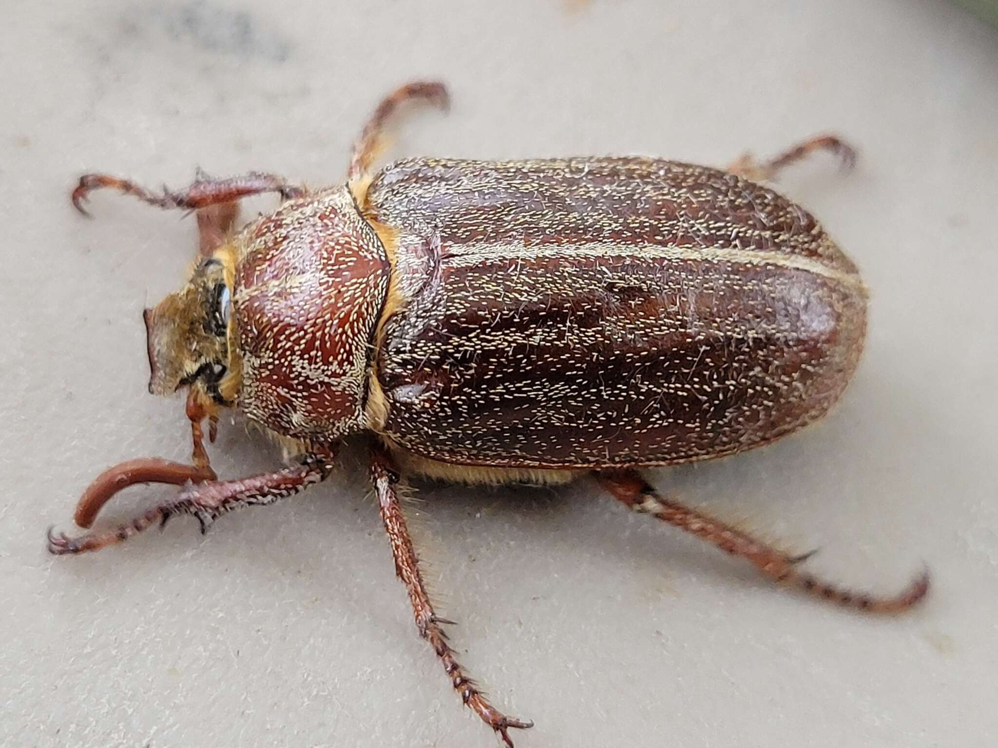 Image of Polyphylla hammondi Le Conte 1856