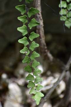 Plancia ëd Adiantum deltoideum Sw.