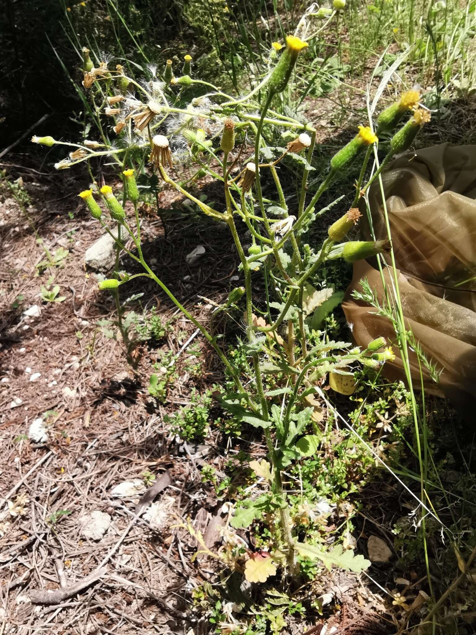 Image of Senecio lividus L.