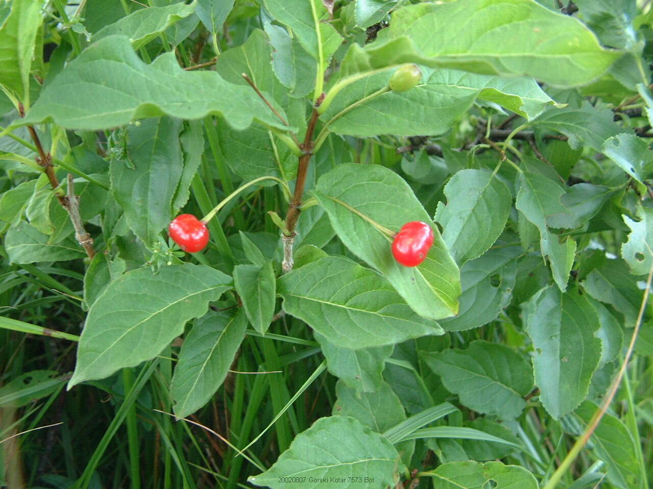 Image of alpine honeysuckle