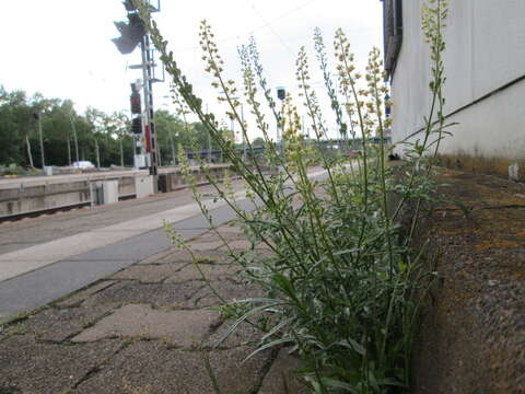 Слика од Reseda lutea L.