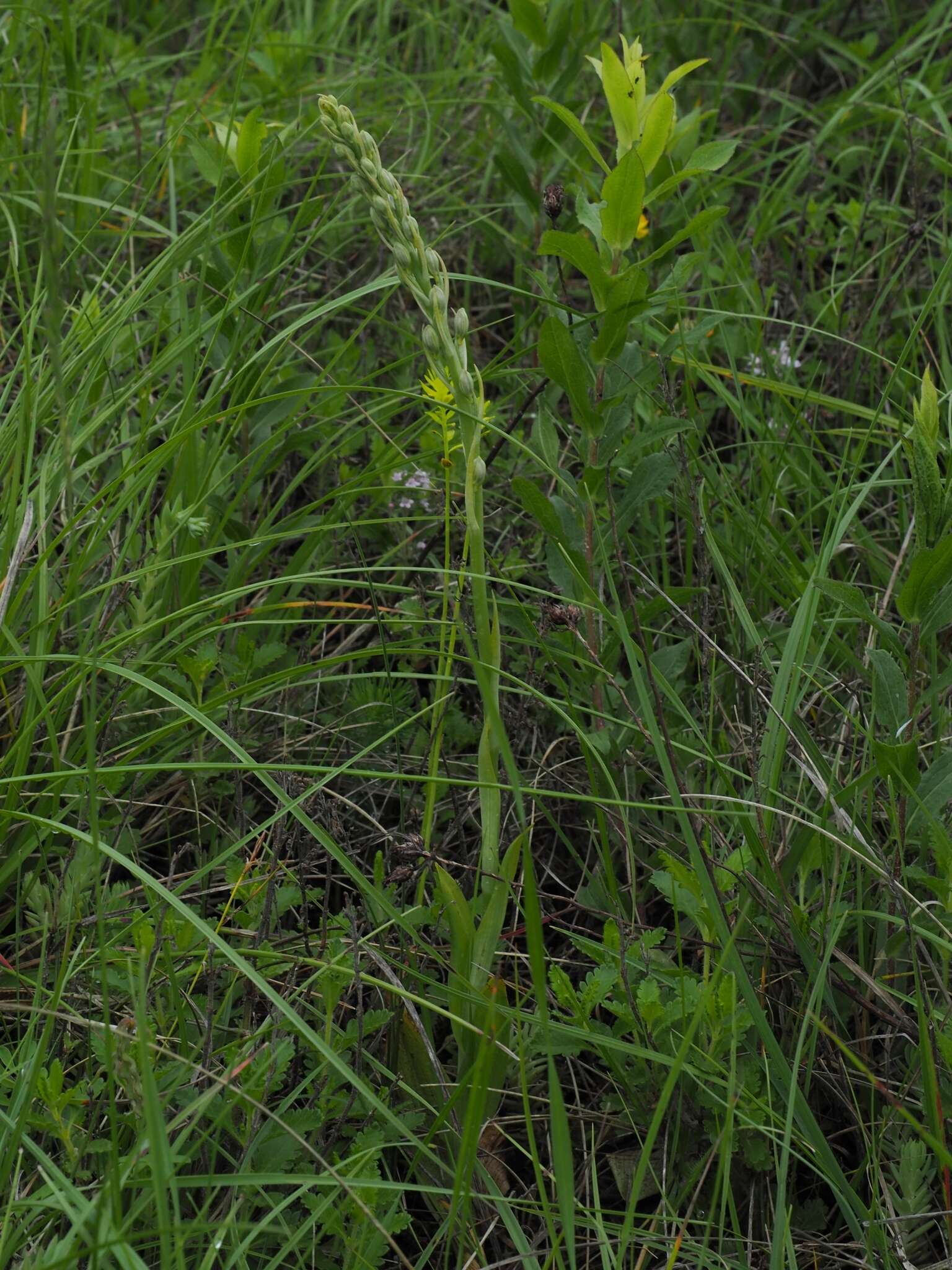 Himantoglossum adriaticum H. Baumann resmi