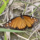 Image of Danaus (Anosia) eresimus subsp. estevana Talbot 1943