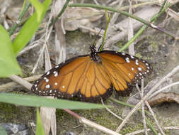 Sivun Danaus (Anosia) eresimus subsp. estevana Talbot 1943 kuva