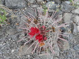 Image of Ferocactus gracilis subsp. gatesii (G. E. Linds.) N. P. Taylor