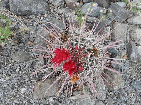 Image of Ferocactus gracilis subsp. gatesii (G. E. Linds.) N. P. Taylor