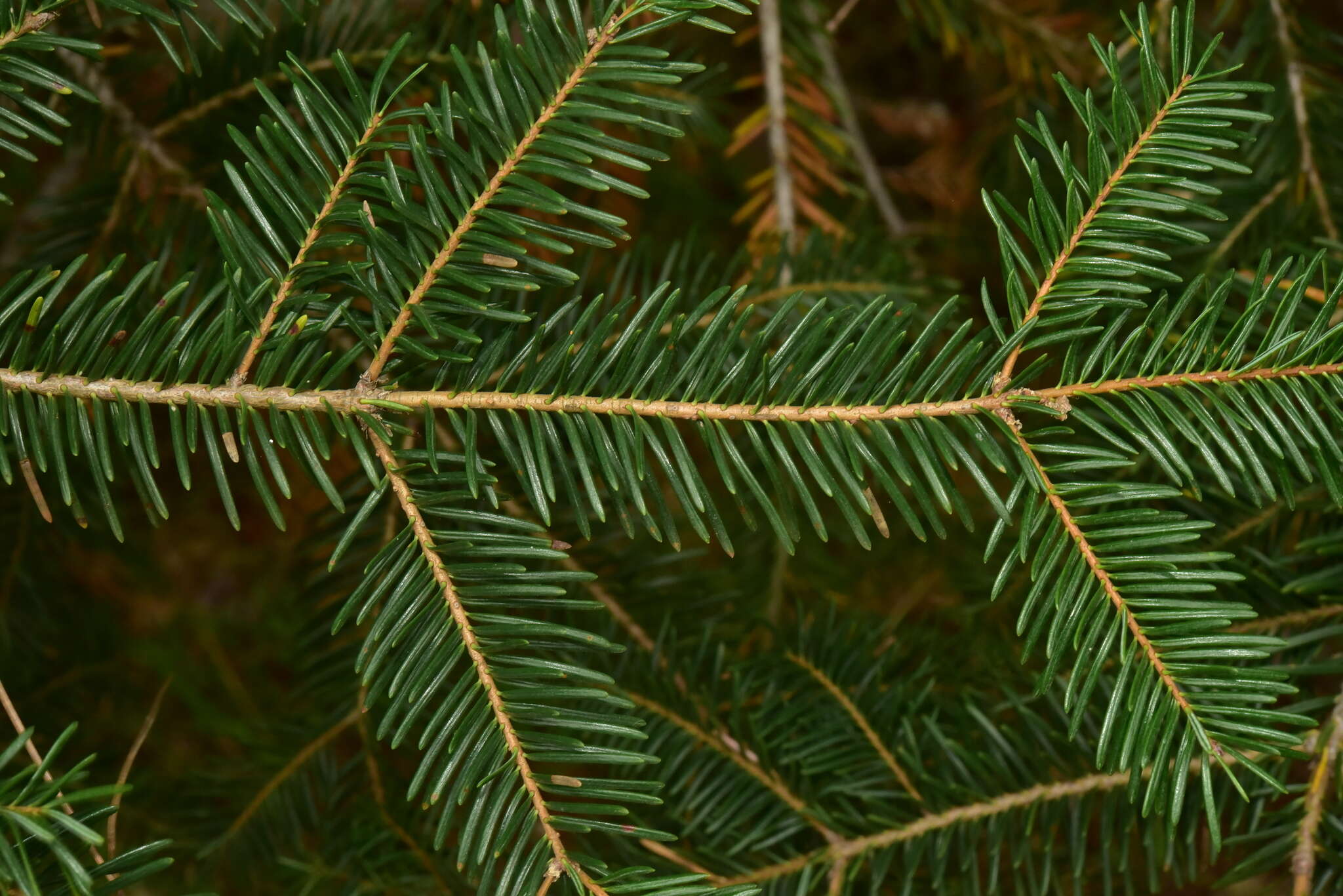 Image of Abies durangensis var. coahuilensis (I. M. Johnst.) Martínez