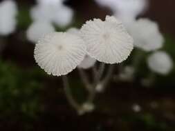 Image of Mycena tenerrima (Berk.) Quél. 1872