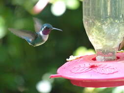 Image de Colibri de Mulsant