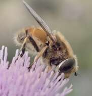 Image of Eristalis abusivus Collin 1931