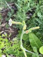 Nicotiana goodspeedii Wheeler的圖片