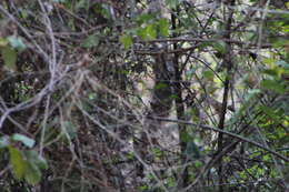 Image of Happy Wren