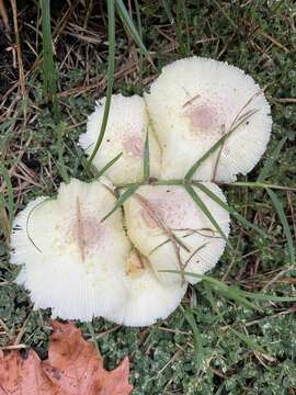 Image of Leucocoprinus tricolor H. V. Sm. 1981