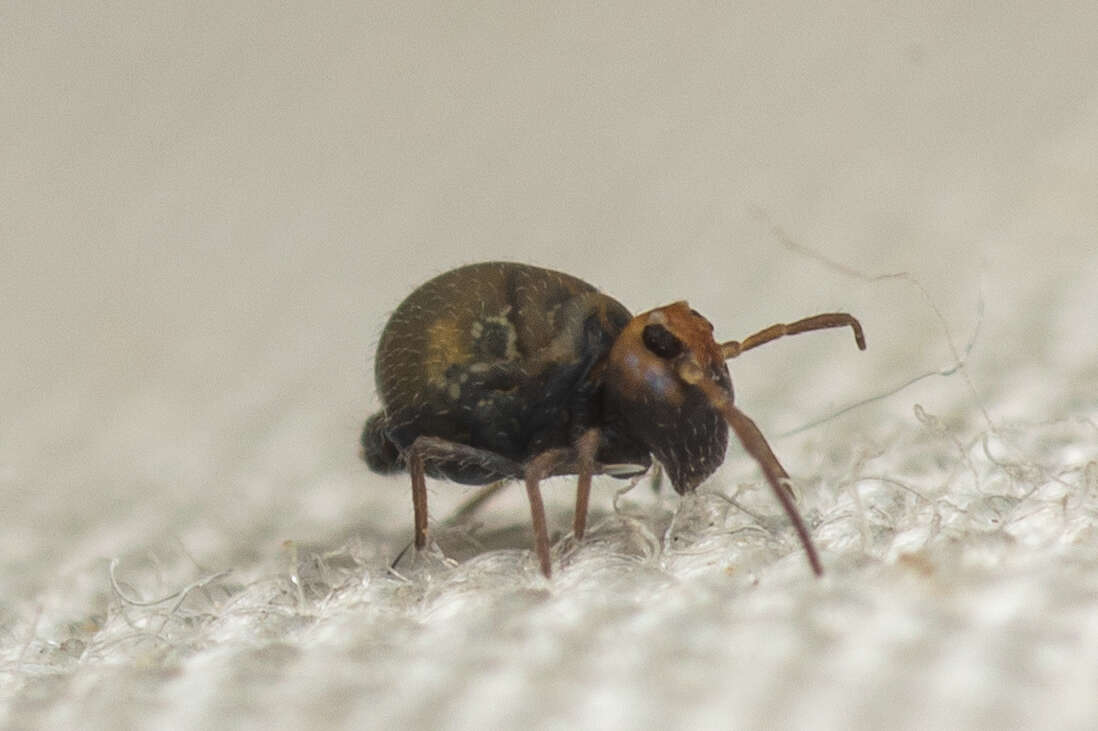 Image of Garden Springtail