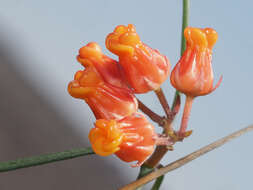 Image of Wax creeper