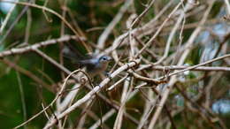 Image of White-lored Gnatcatcher