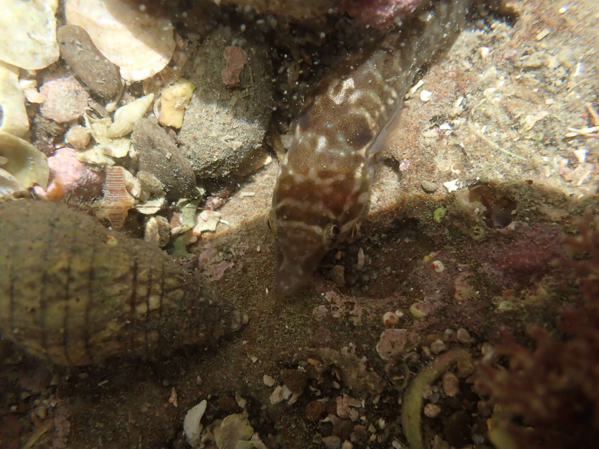 Image of New Zealand urchin clingfish