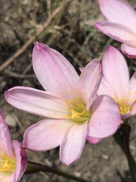 Imagem de Zephyranthes fosteri Traub