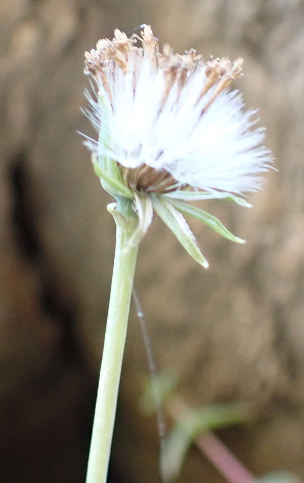 Image de Curio talinoides (DC.) P. V. Heath