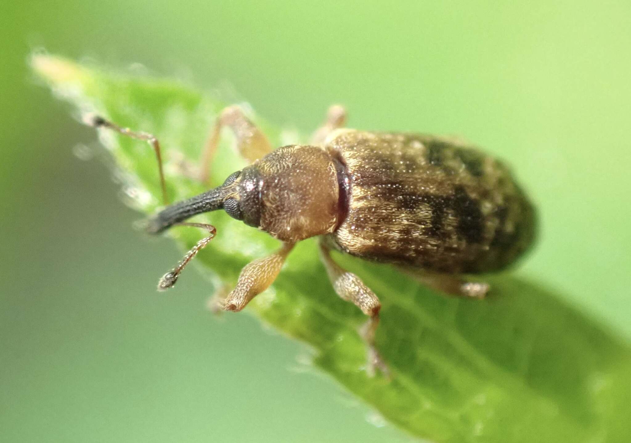 Image of Dorytomus taeniatus (Fabricius & J. C. 1781)