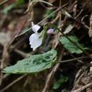 Image of Viola eizanensis (Makino) Makino