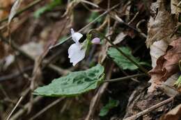 Sivun Viola eizanensis (Makino) Makino kuva