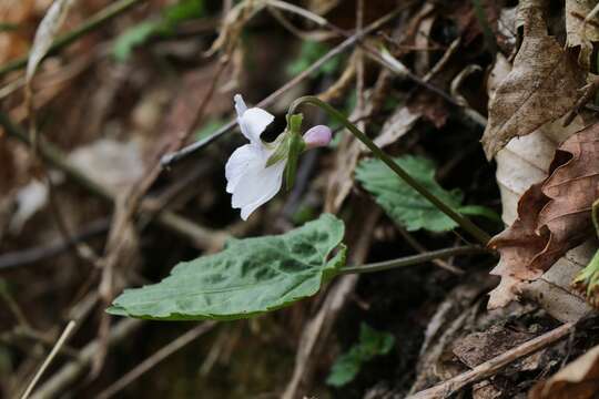 Sivun Viola eizanensis (Makino) Makino kuva