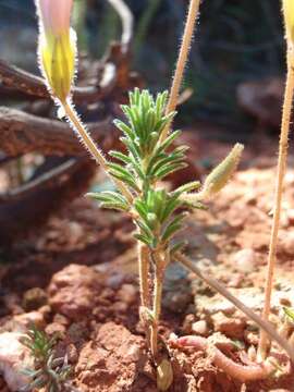 Image de Oxalis meisneri Sond.