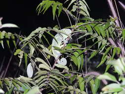 Image of Asian Chameleon