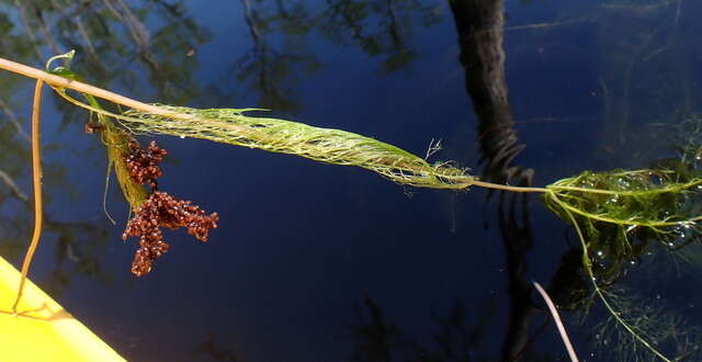 Слика од Utricularia floridana Nash