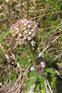 Image of Gyptis tanacetifolia (Gillies ex Hook. & Arn.) D. J. N. Hind & Flann