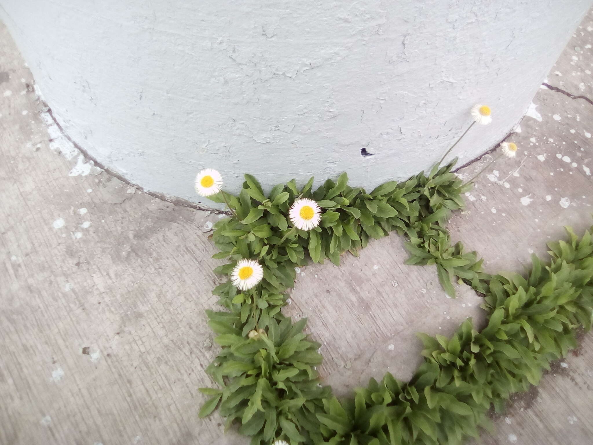 Image of Erigeron longipes DC.