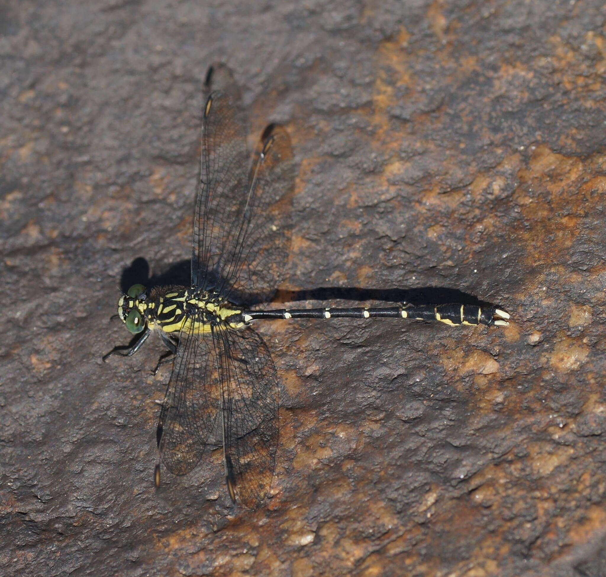 Image of Hemigomphus gouldii (Selys 1854)