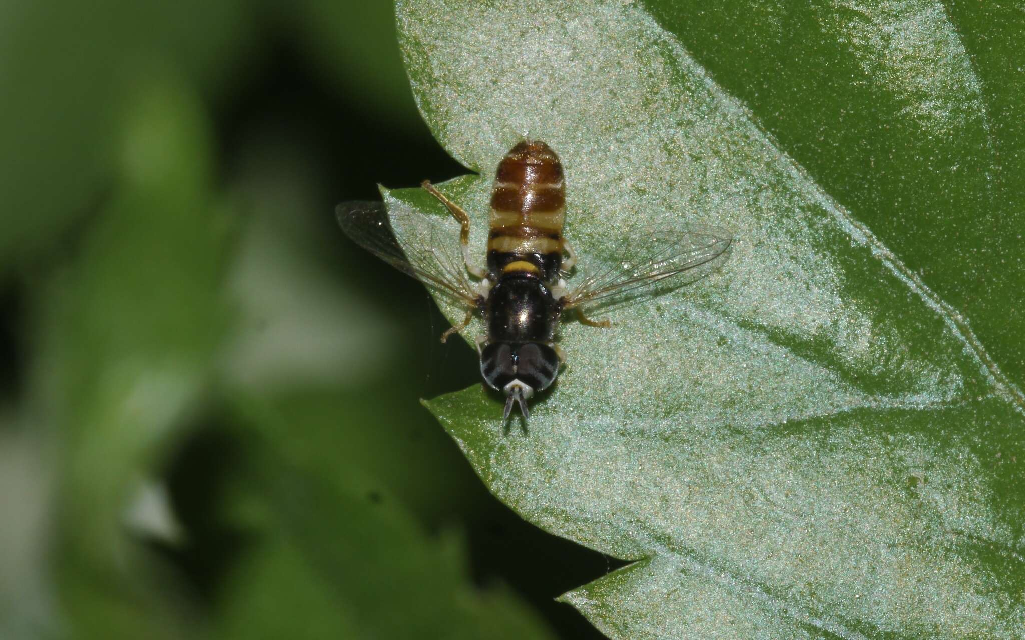 Image of Paragus quadrifasciatus Meigen 1822