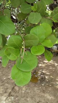 Image of Coccoloba barbadensis Jacq.