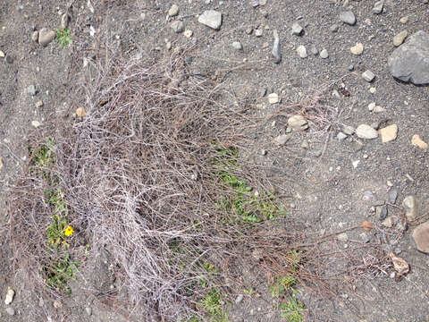 Image of Muehlenbeckia ephedroides Hook. fil.