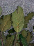 Image of Quercus costaricensis Liebm.