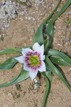 Image de Androcymbium europaeum (Lange) K. Richt.