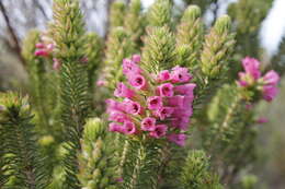 Image of Erica abietina subsp. diabolis E. G. H. Oliv. & I. M. Oliv.