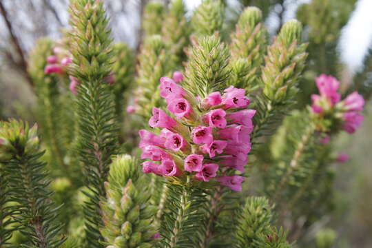 Image of Erica abietina subsp. diabolis E. G. H. Oliv. & I. M. Oliv.