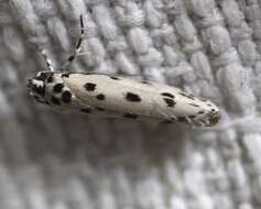 Image of Ethmia sporadica Turner 1941