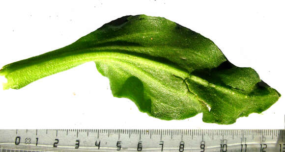 Image of Mesembryanthemum guerichianum Pax